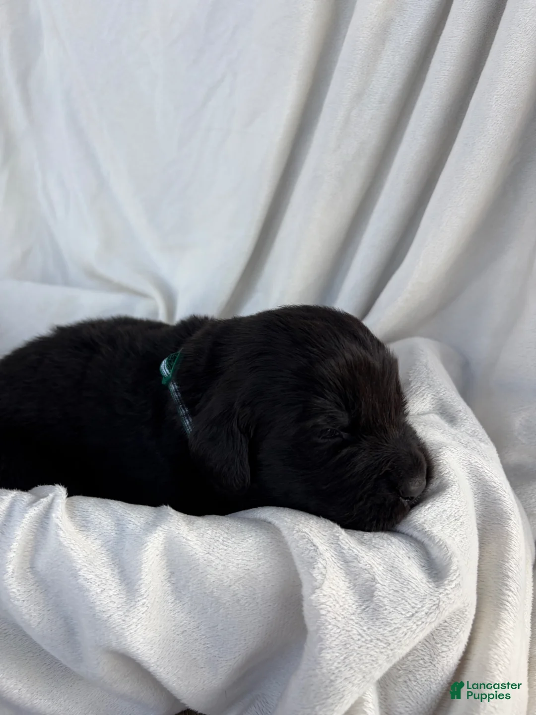 Newfoundland dogs for sale: Midnight - Ad 1