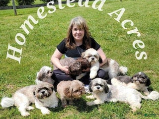 Chihuahua dogs Chihuahua Puppy 4 - Ad 23