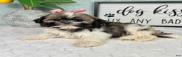 Shih Tzu dogs for sale: Sugar - Ad 3