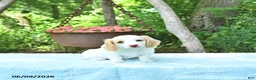Miniature Dachshund dogs for sale: Precious - Ad 1