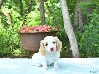 Miniature Dachshund dogs for sale: Precious - Ad 3