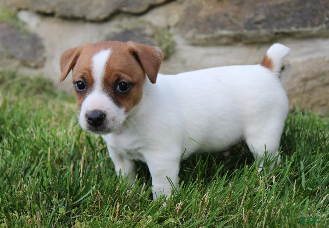 Jack Russell Terrier dogs for sale: Sam - Ad 7