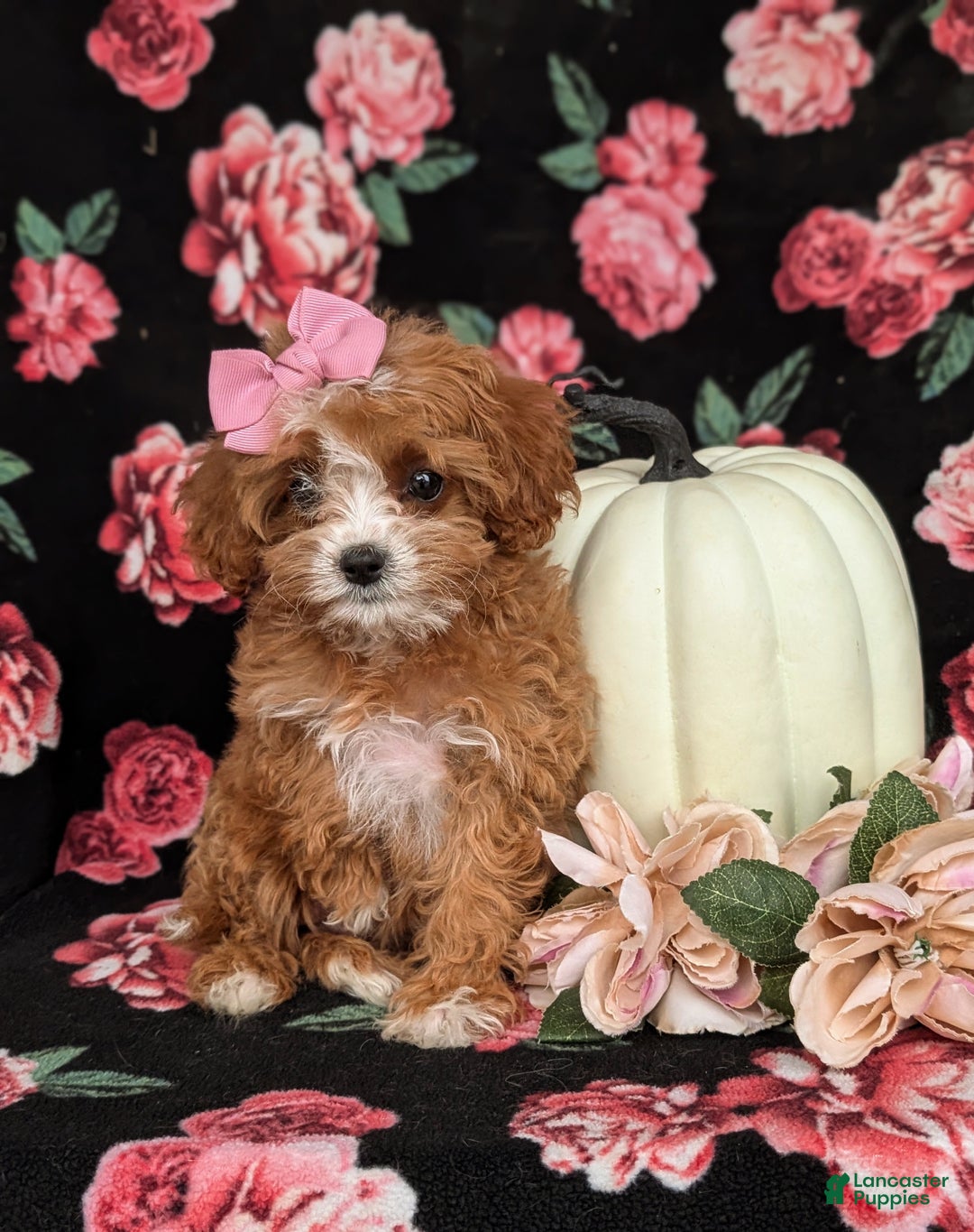 Cavapoo dogs for sale: Rylee - Ad 3