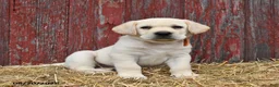 Labrador Retriever dogs for sale: Oscar - Ad 3