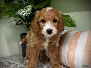 Mini Goldendoodle dogs Tango (Miniature Girl) - Ad 32