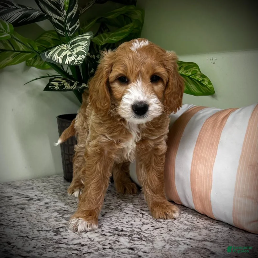 Mini Goldendoodle dogs for sale: Tango (Miniature Girl) - Ad 1