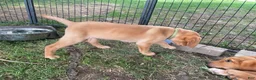 Labrador Retriever dogs for sale: Light green collar Yodi - Ad 5