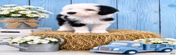 Sheepadoodle dogs for sale: Jax💙SheepaDoodle - Ad 3