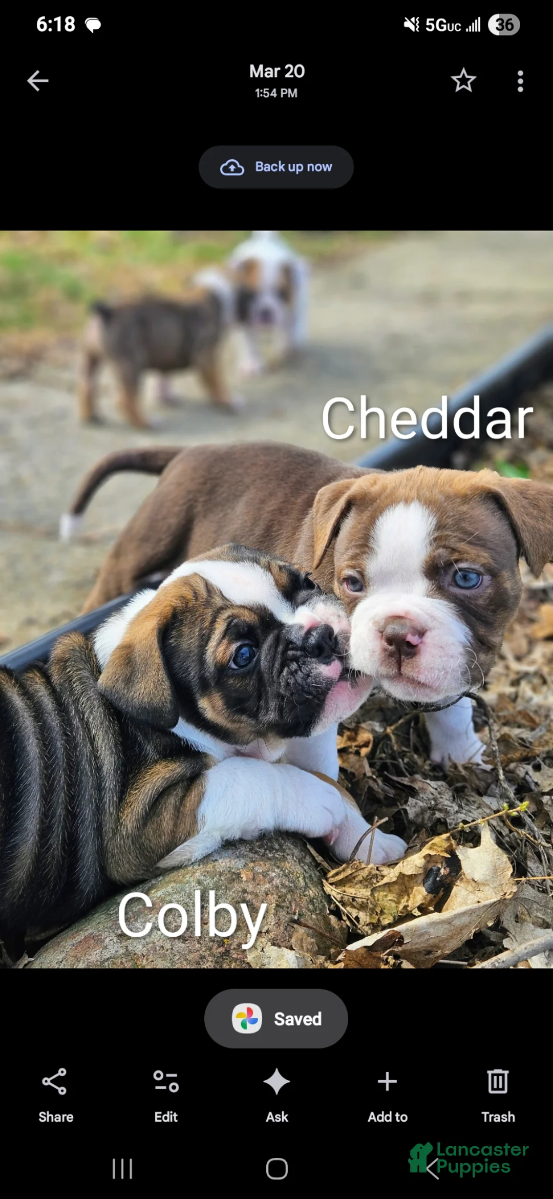 Olde English Bulldogge dogs for sale: Colby MALE - Ad 2