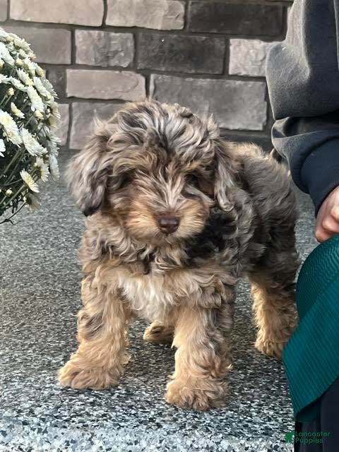 Mini Aussiedoodle dogs for sale: Nutmeg Miniature Aussiedoodle  - Ad 1