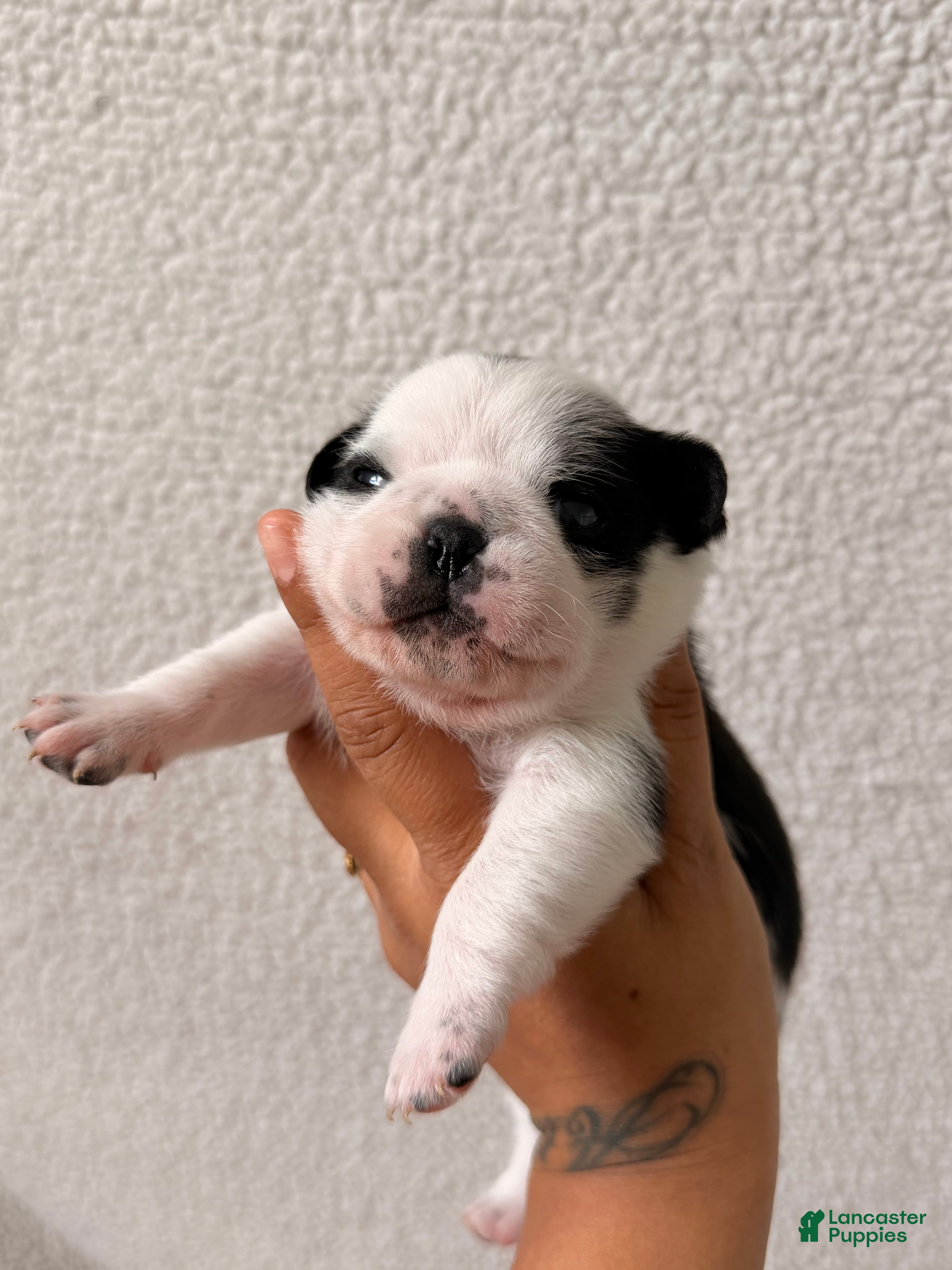 Pug dogs Pug Puppy 5 Apolo - Ad 2