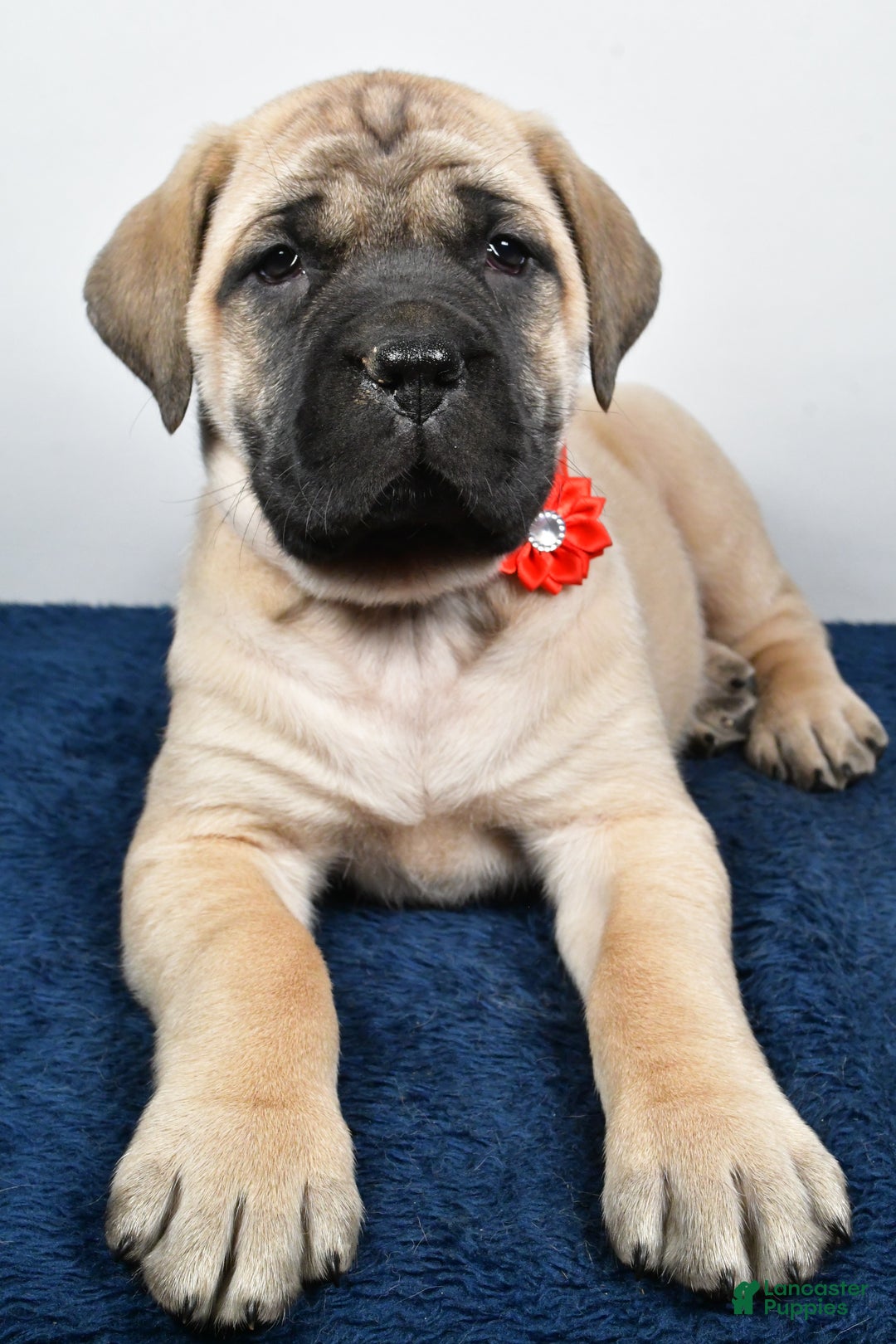 English Mastiff dogs for sale: Sophie - Ad 4