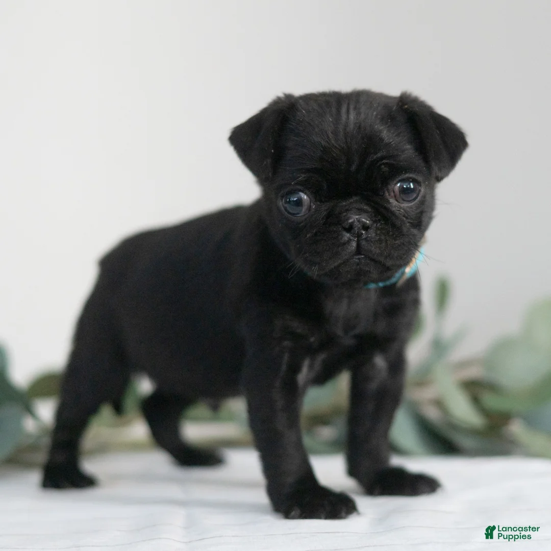 Pug dogs for sale: Thomas  - Ad 2