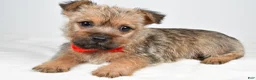 Cairn Terrier dogs for sale: Chester - Ad 3