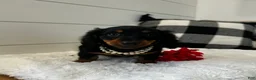 Miniature Dachshund dogs for sale: Lucy - Ad 6