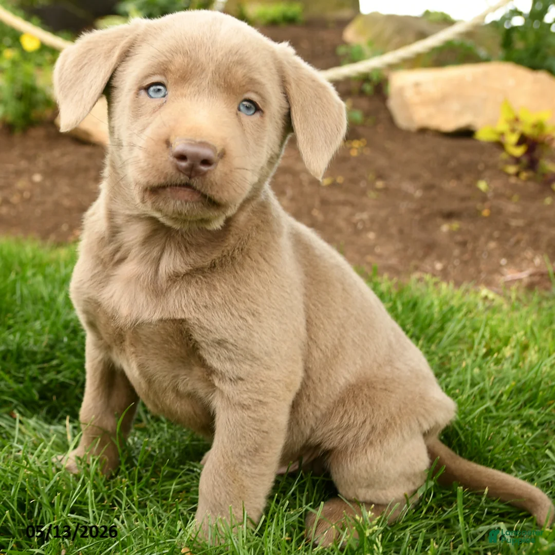 Labrador Retriever dogs for sale: Smokey - Ad 1