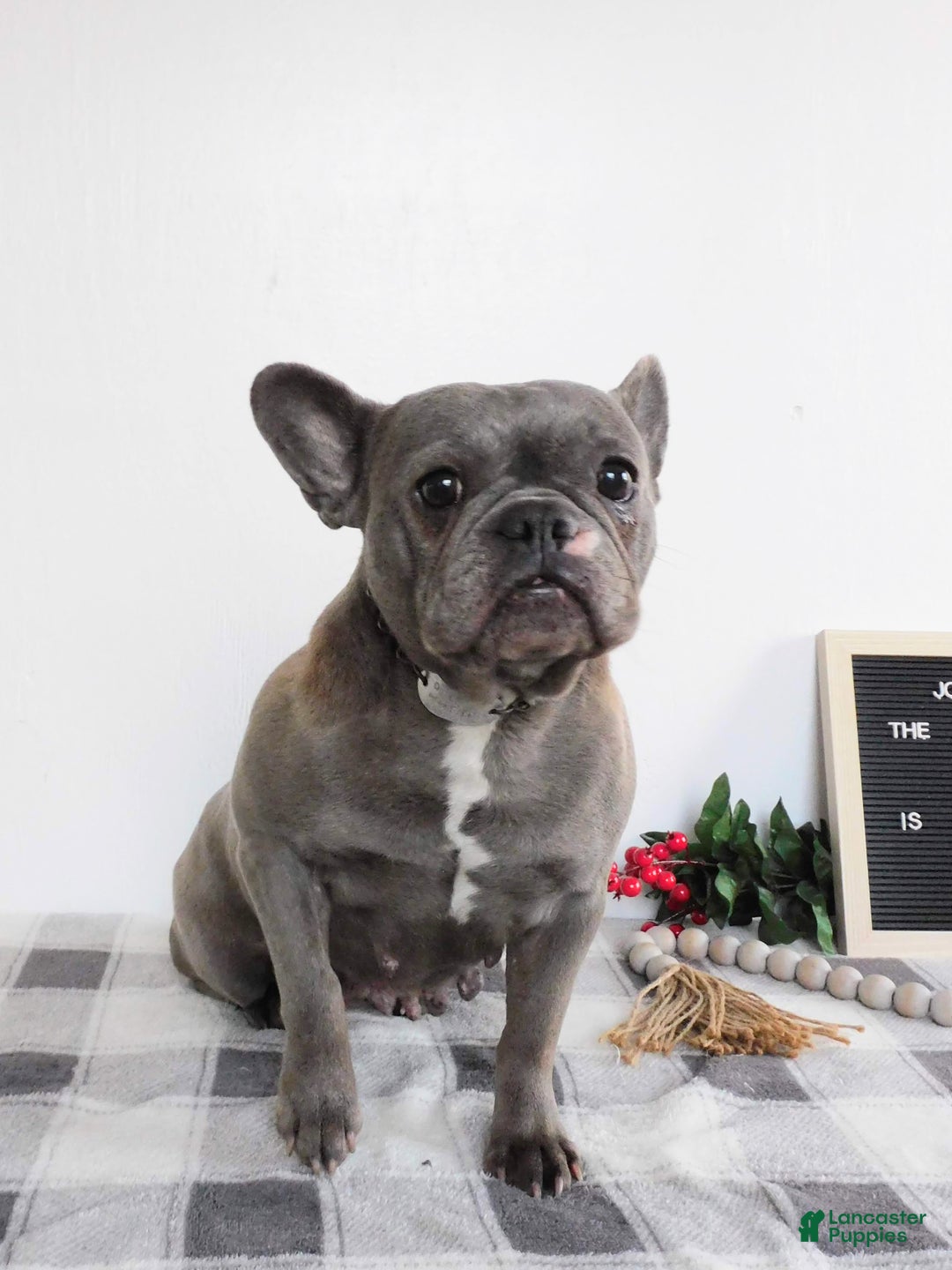 French Bulldog dogs for sale: Millie - Ad 3