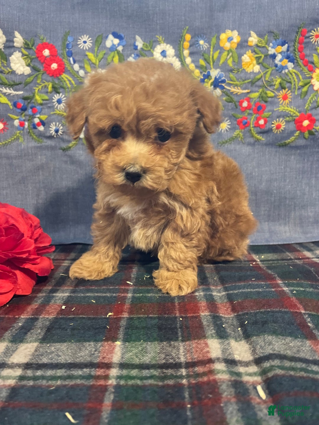 Toy Poodle dogs for sale: Bean - Ad 3