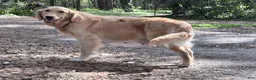 Golden Retriever dogs for sale: Belle of Avalon - Ad 2
