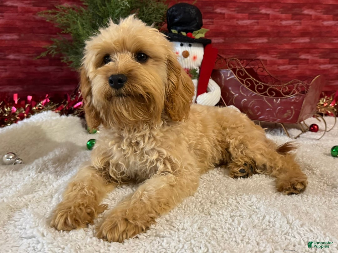 Cavapoo dogs for sale: Eddie - Ad 2