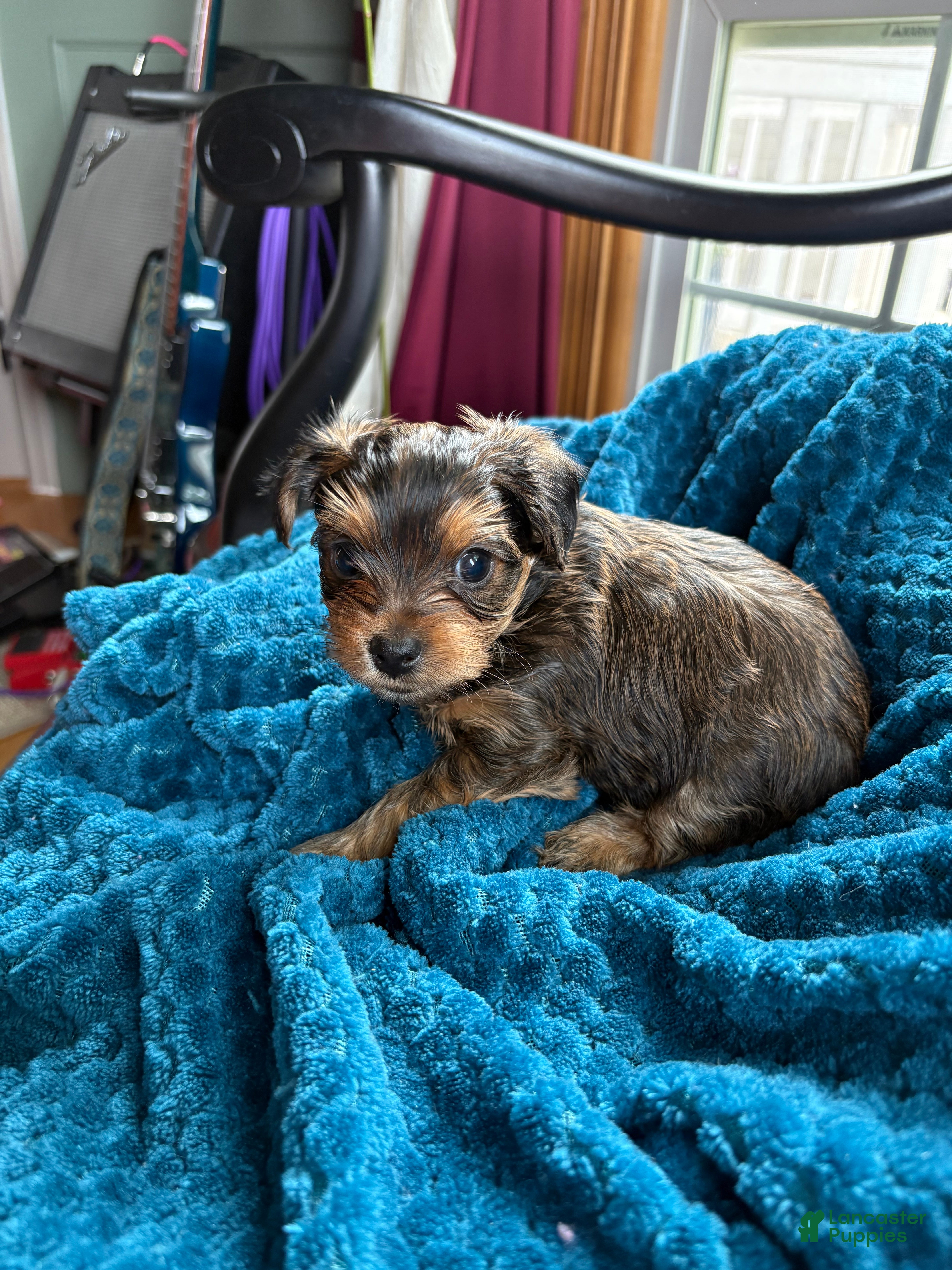 Yorkshire Terrier dogs for sale: Yorkshire Terrier Puppy 1 - Ad 6
