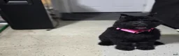Giant Schnauzer dogs for sale: Giant Schnauzer ruby  - Ad 12