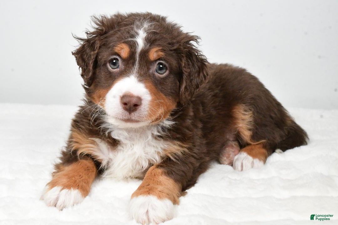 Mixed Breed dogs for sale: Lucas - Ad 2