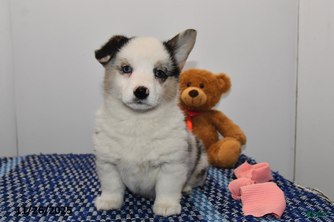 Welsh Corgi Pembroke dogs for sale: Molly - Ad 4