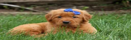 Golden Retriever dogs for sale: Quincy💙 - Ad 20