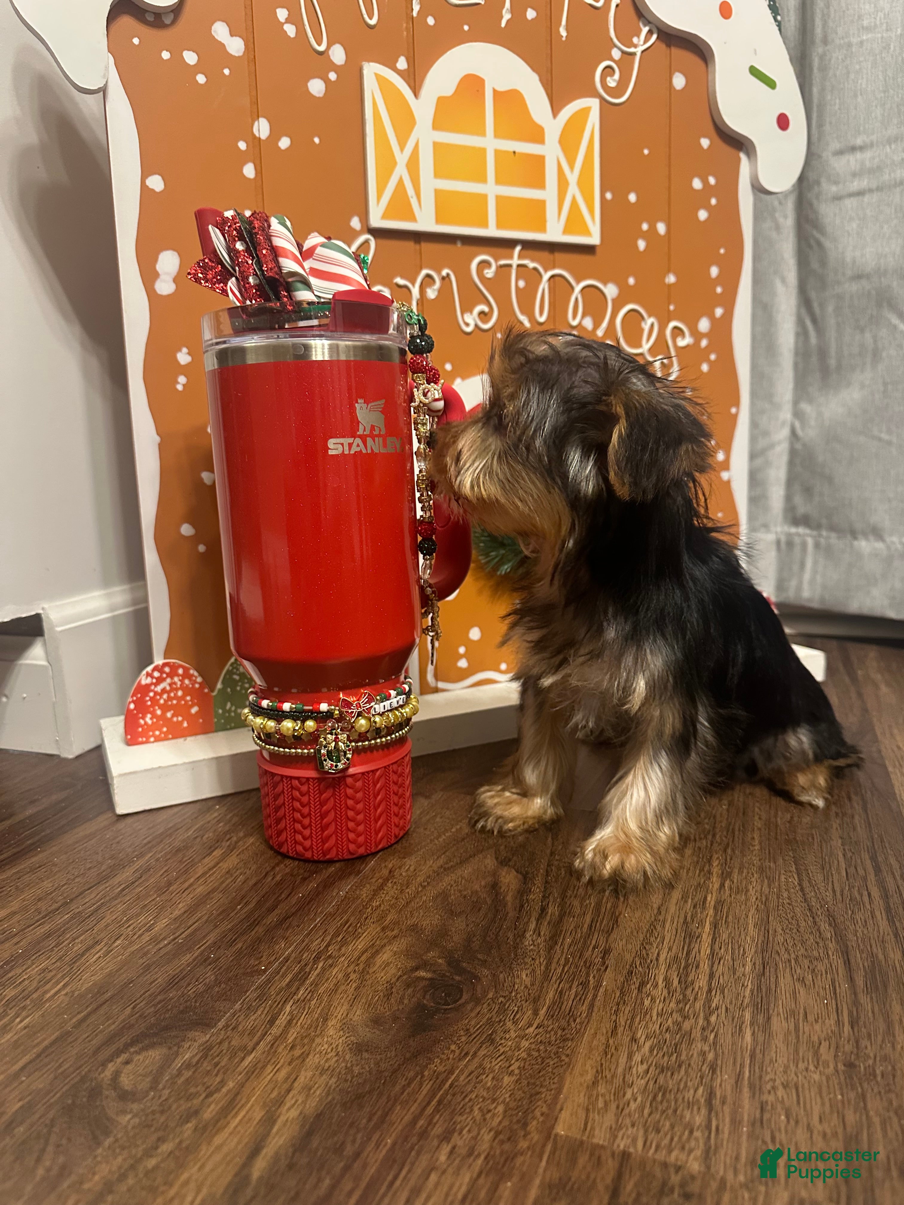 Yorkshire Terrier dogs for sale: Sir Poppington - Ad 1