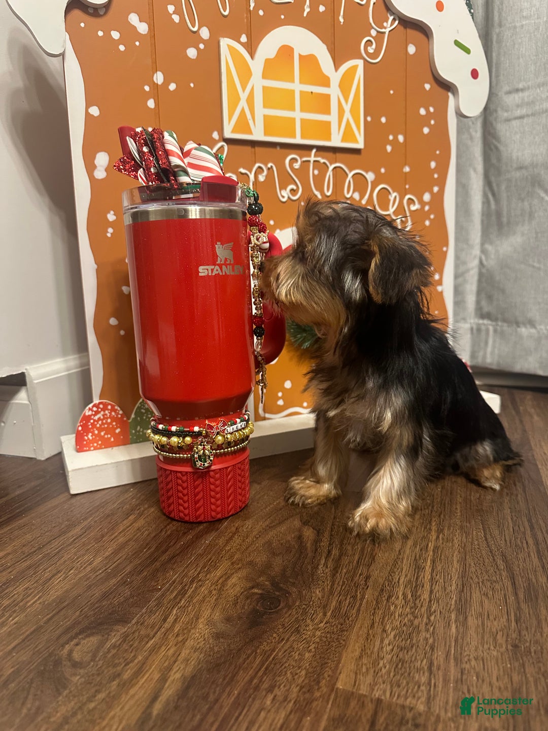 Yorkshire Terrier dogs for sale: Sir Poppington - Ad 1