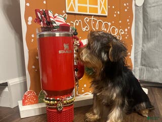 Yorkshire Terrier dogs Sir Poppington - Ad 42