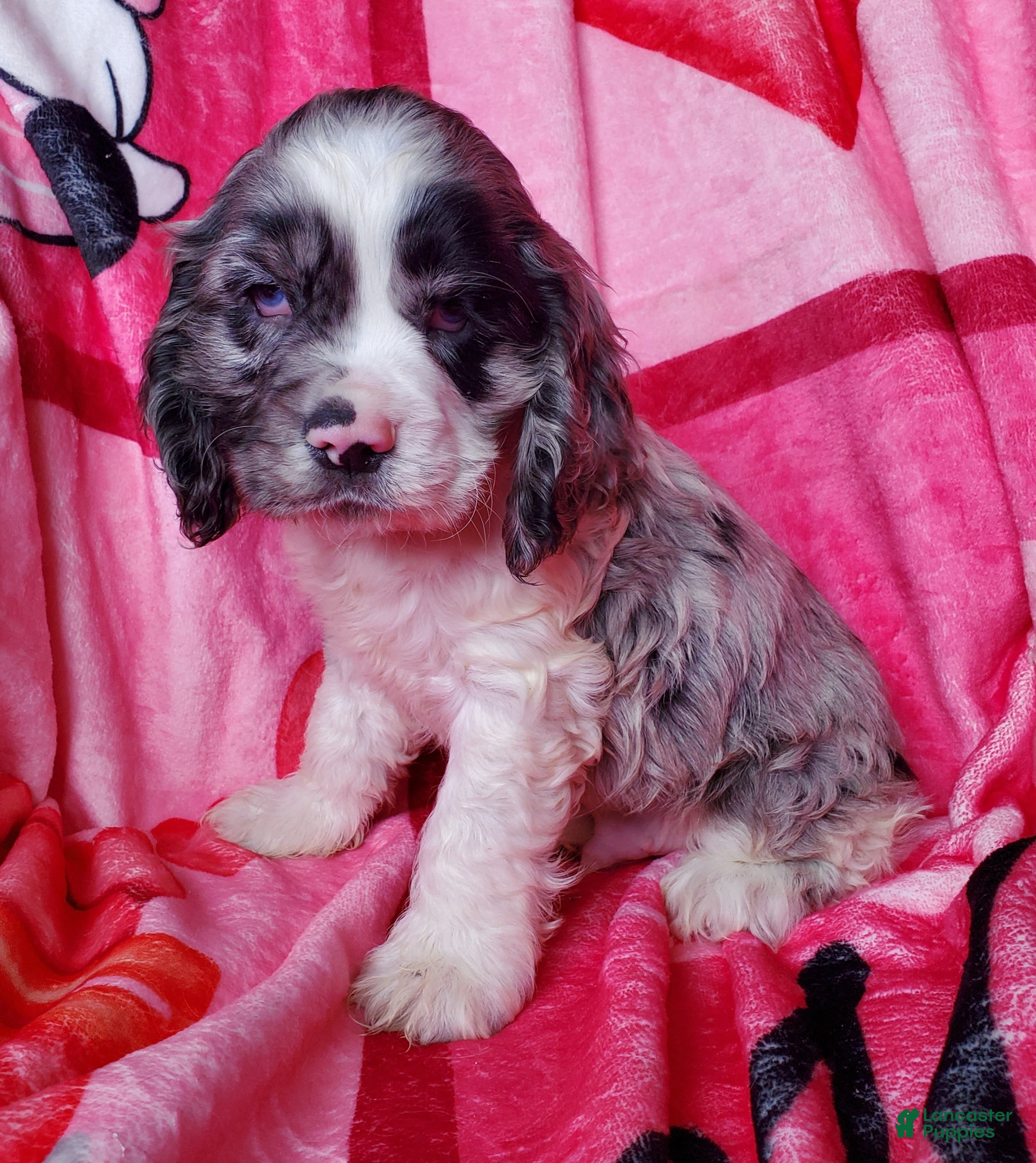 Cocker Spaniel dogs Rowan - Ad 23