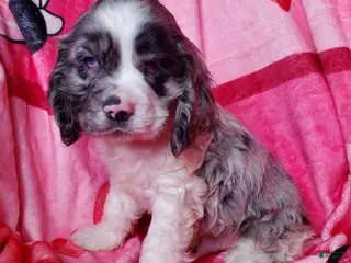 Cocker Spaniel dogs Rowan - Ad 23