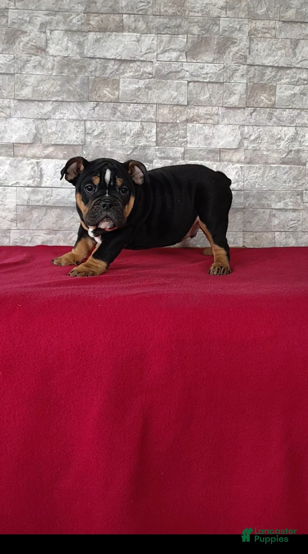 English Bulldog dogs for sale: English Bulldog Puppy 1 - Ad 2