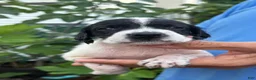 German Shorthaired Pointer dogs for sale: German Shorthaired Pointer Female 1 - Ad 3