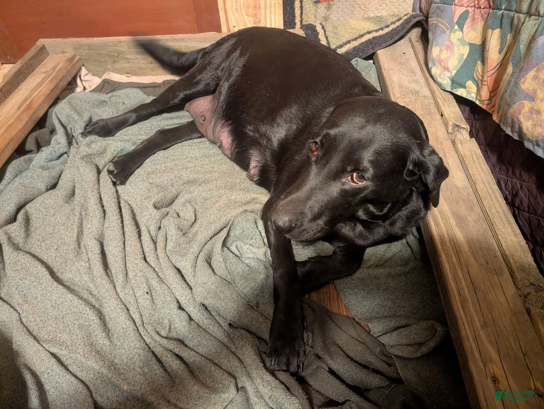 Labrador Retriever dogs for sale: Puppy 2 - Ad 5