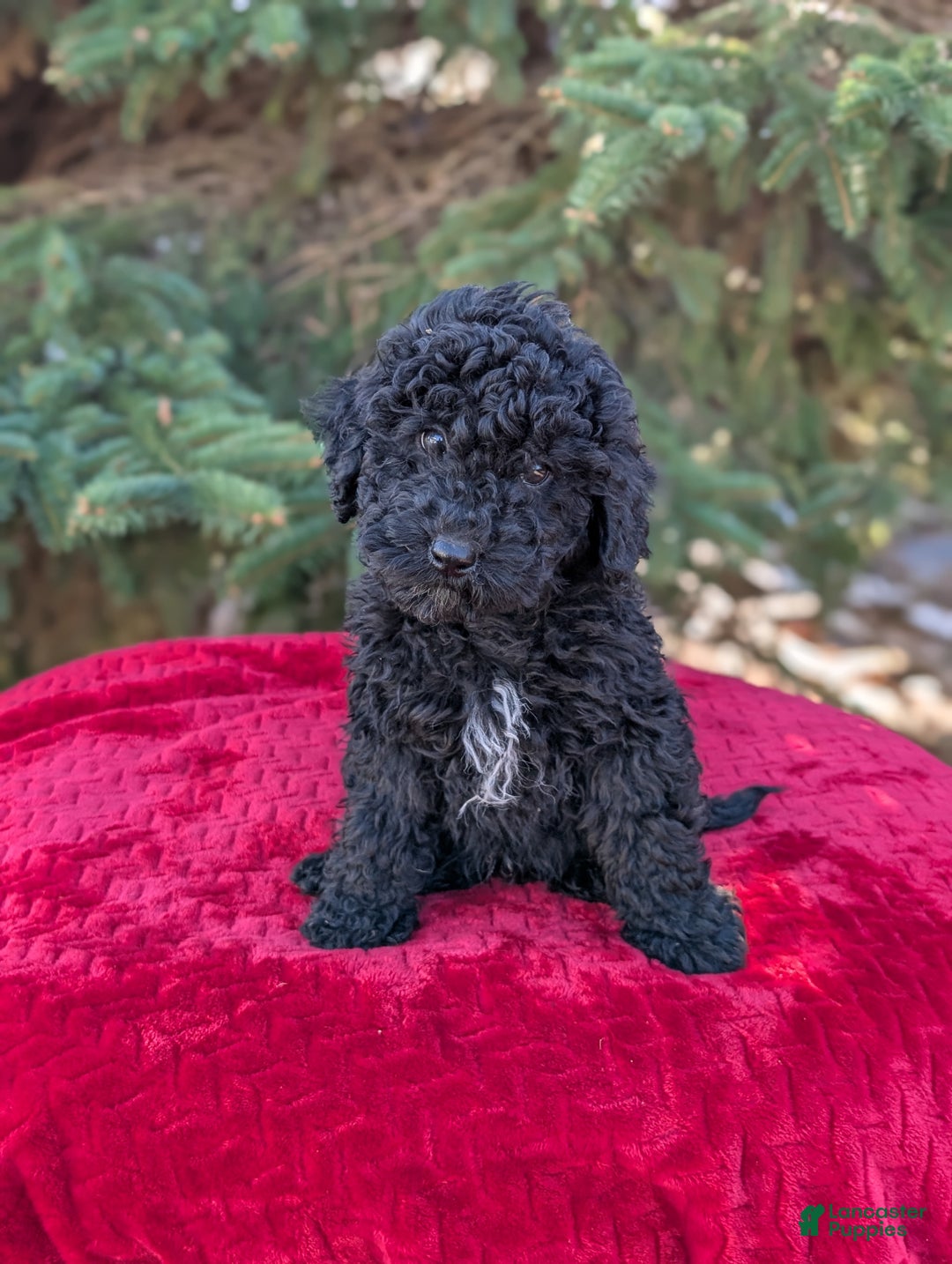 Shihpoo dogs for sale: Winston  - Ad 5