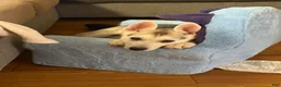 Gerberian Shepsky dogs for sale: Gerberian Shepsky 1 - Ad 3