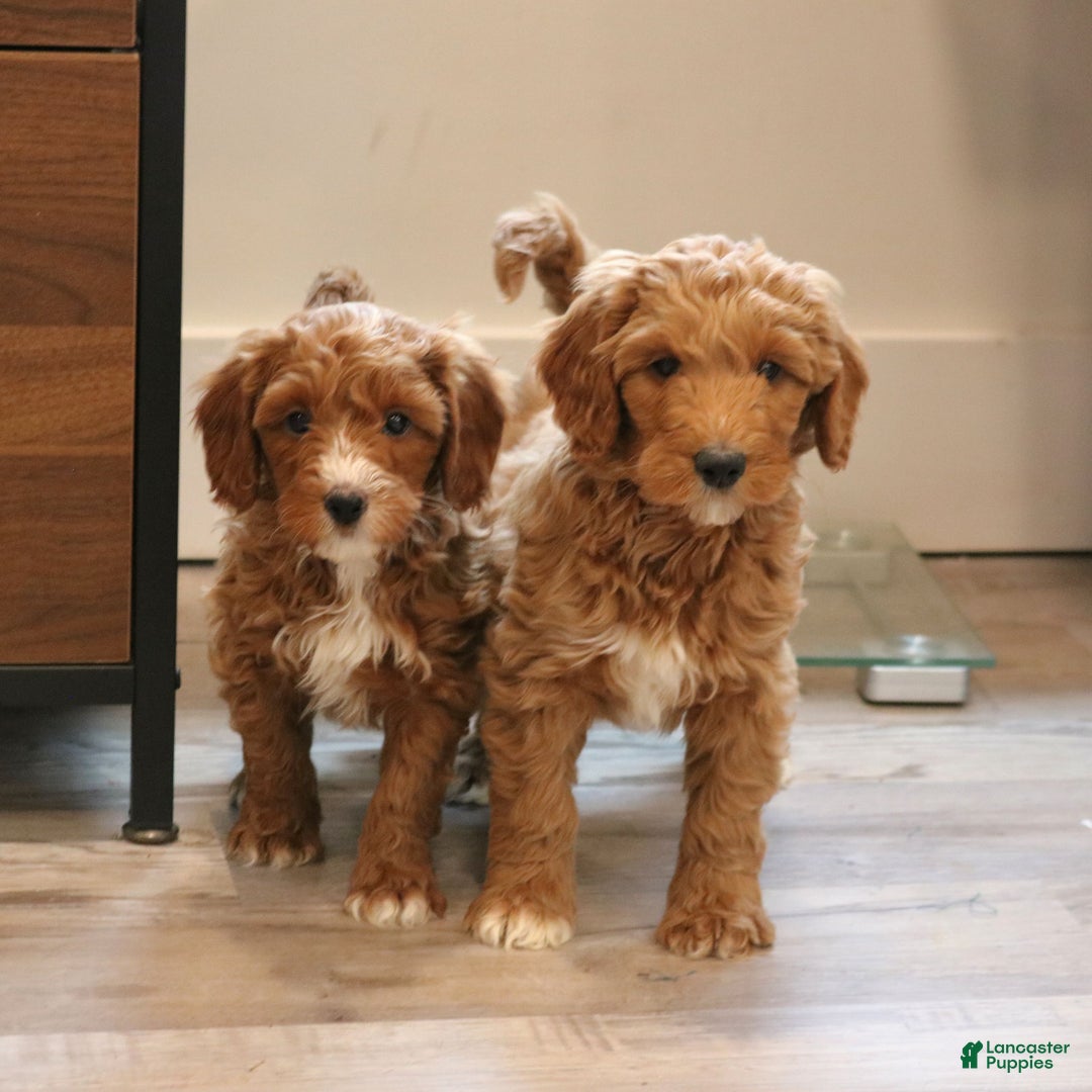 Mini Goldendoodle dogs for sale: Lionel  - Ad 5