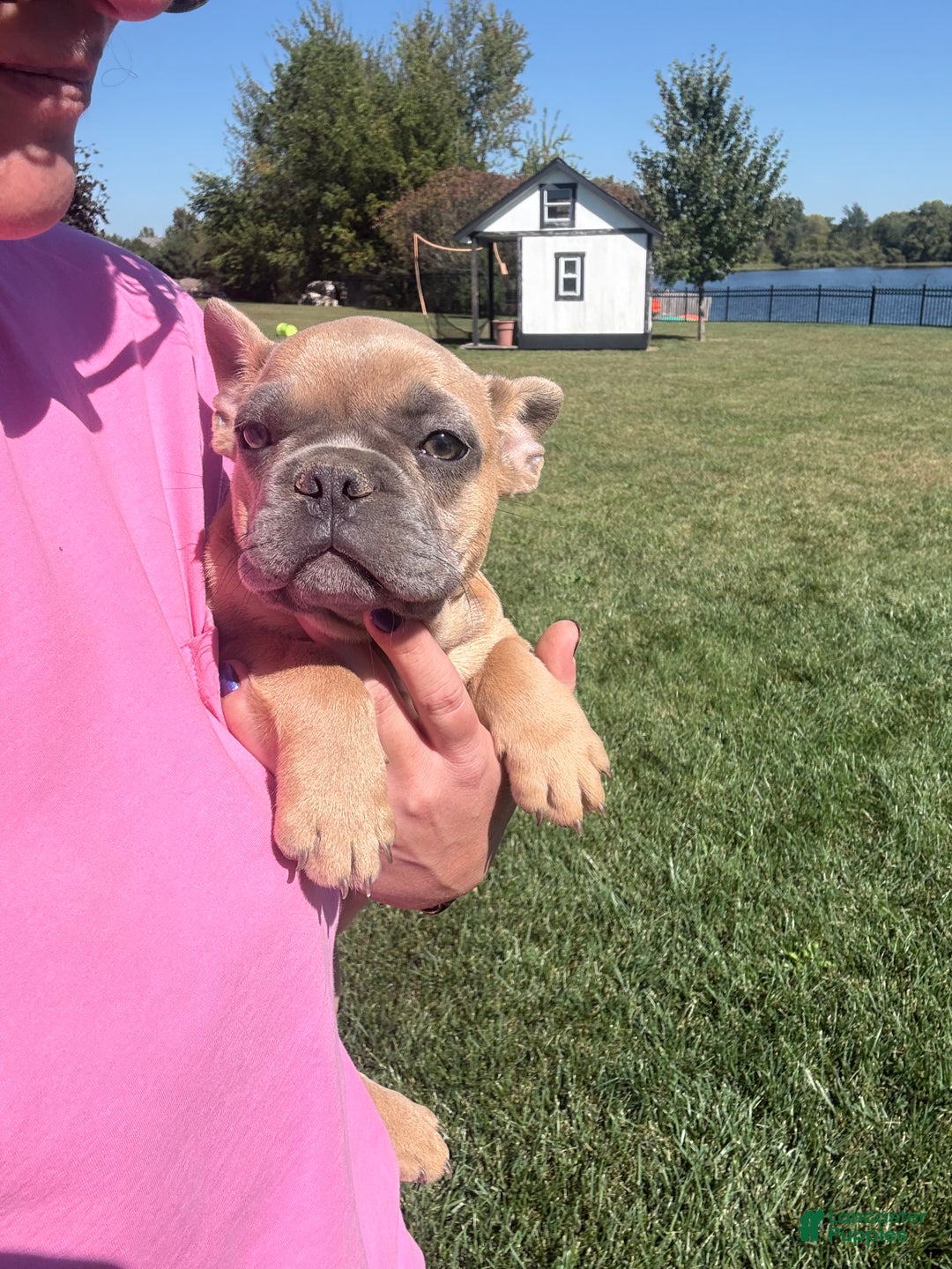 French Bulldog dogs for sale: Susan - Ad 6
