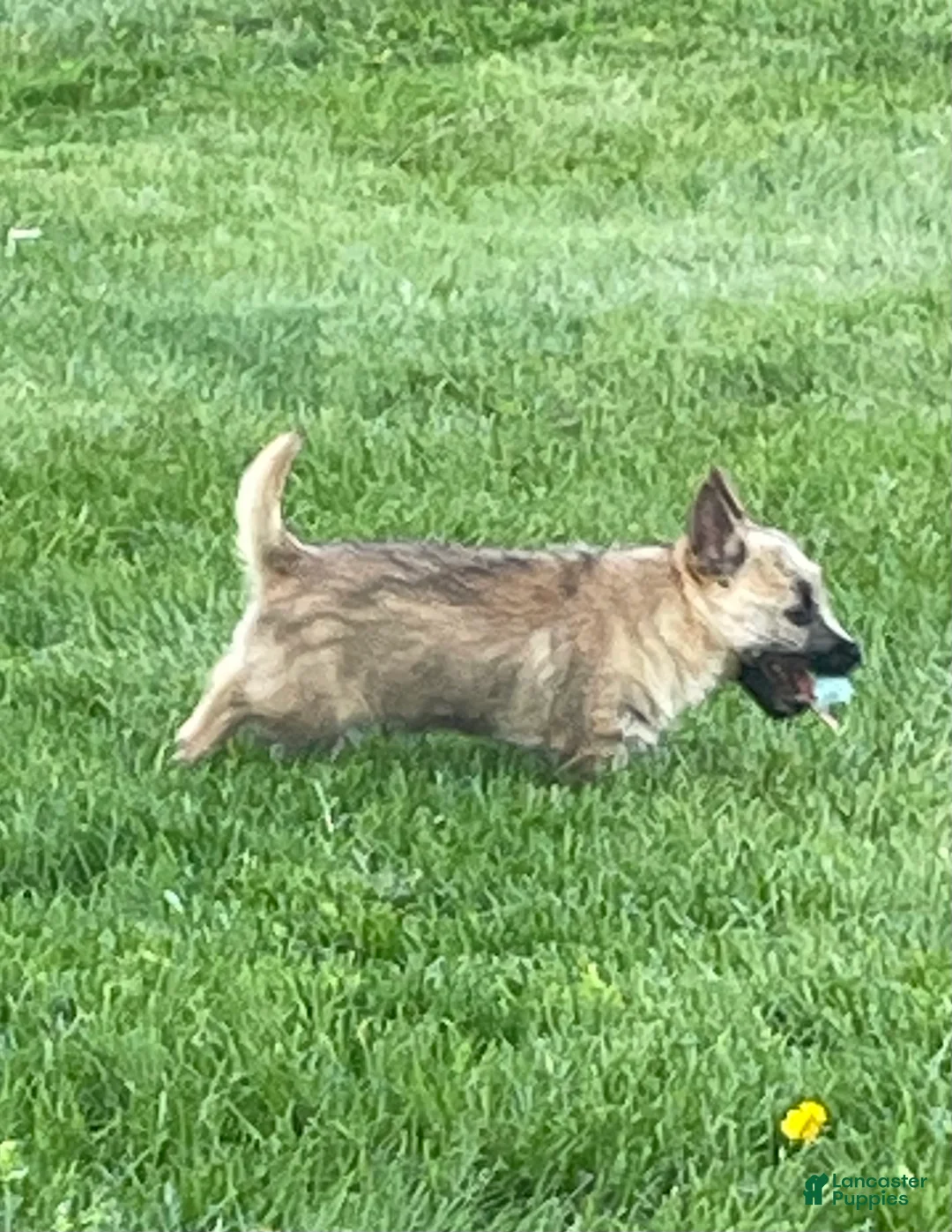 Cairn Terrier dogs for sale:  Sparky - Ad 4