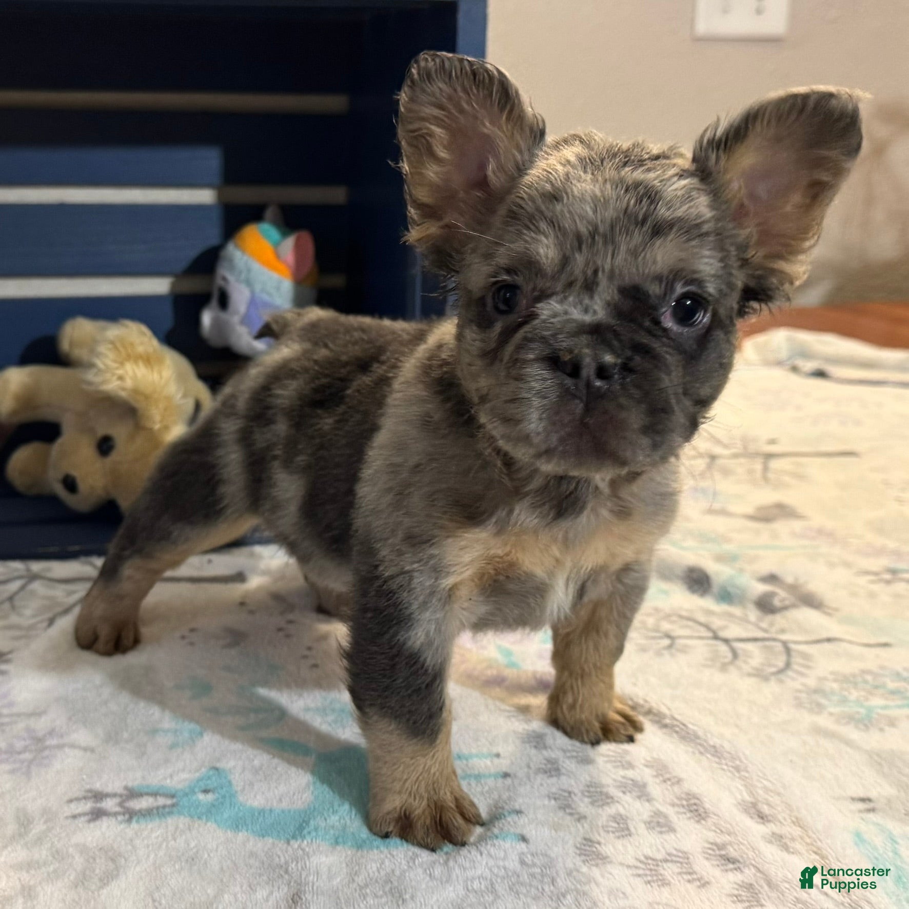 French Bulldog dogs Darla - Ad 9