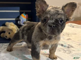 French Bulldog dogs Darla - Ad 18