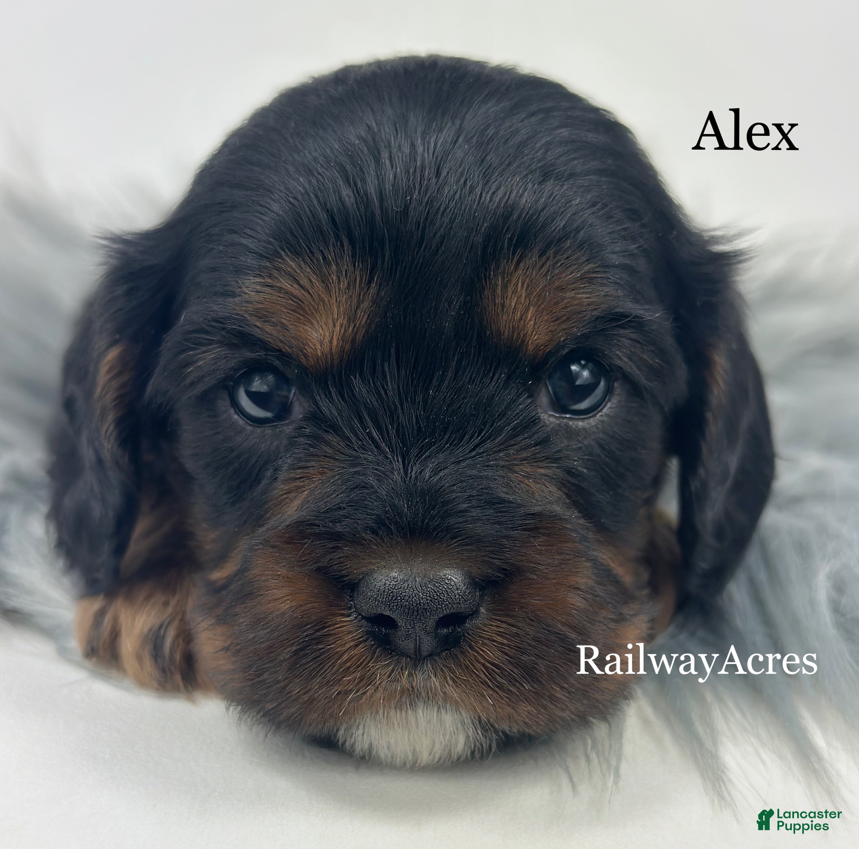 Cavapoo dogs Alex - Ad 13