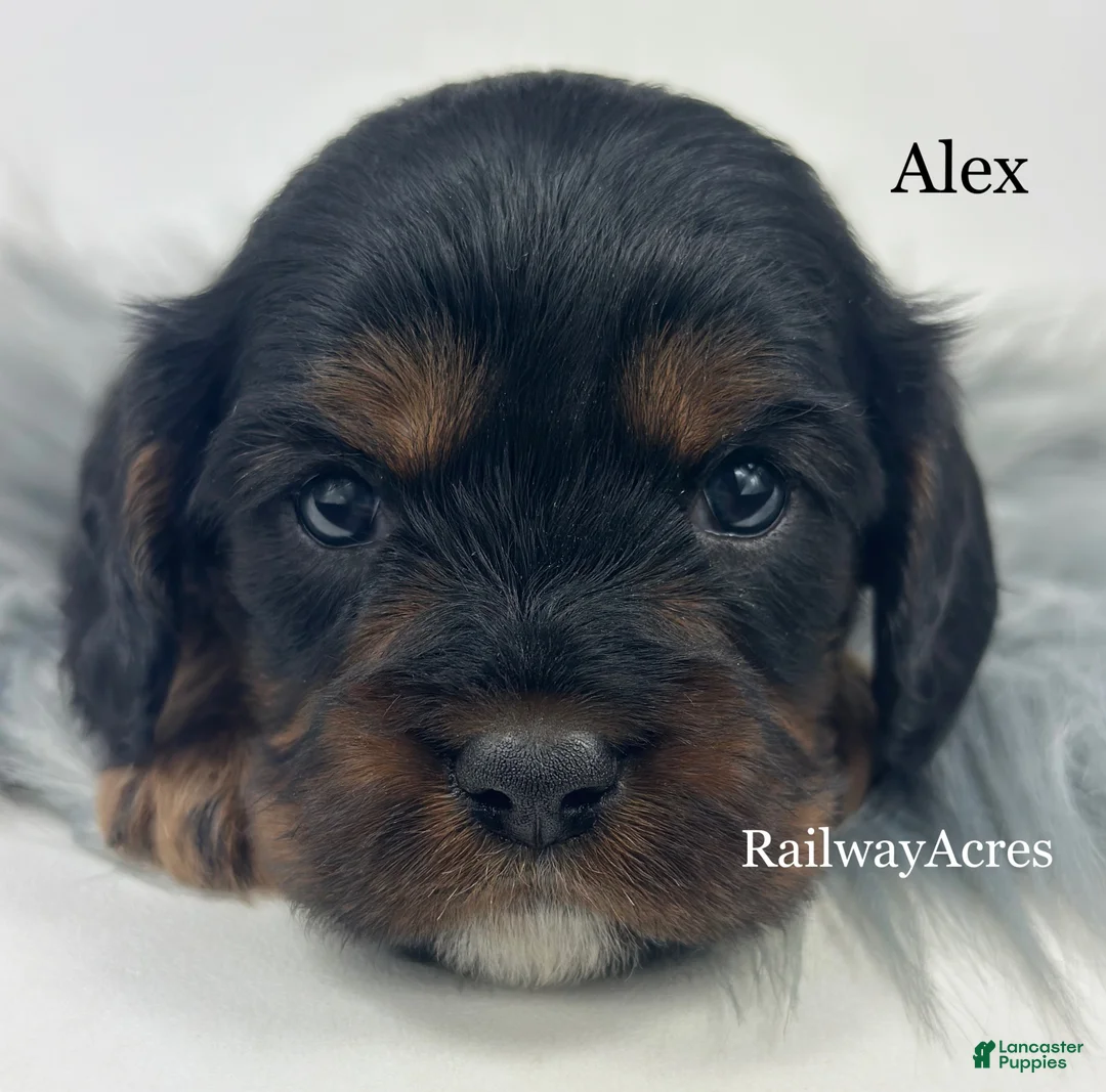 Cavapoo dogs for sale: Alex - Ad 1