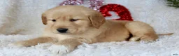 Golden Retriever dogs for sale: Golden Retriever Puppy Female 2 - Ad 2