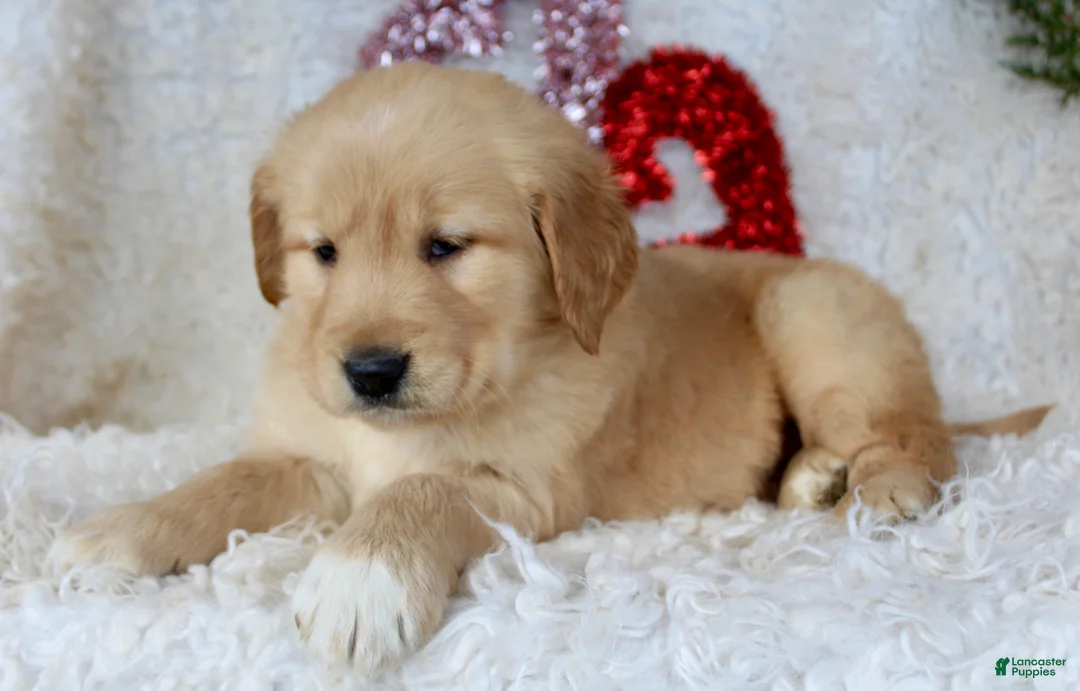 Golden Retriever dogs for sale: Golden Retriever Puppy Female 2 - Ad 2