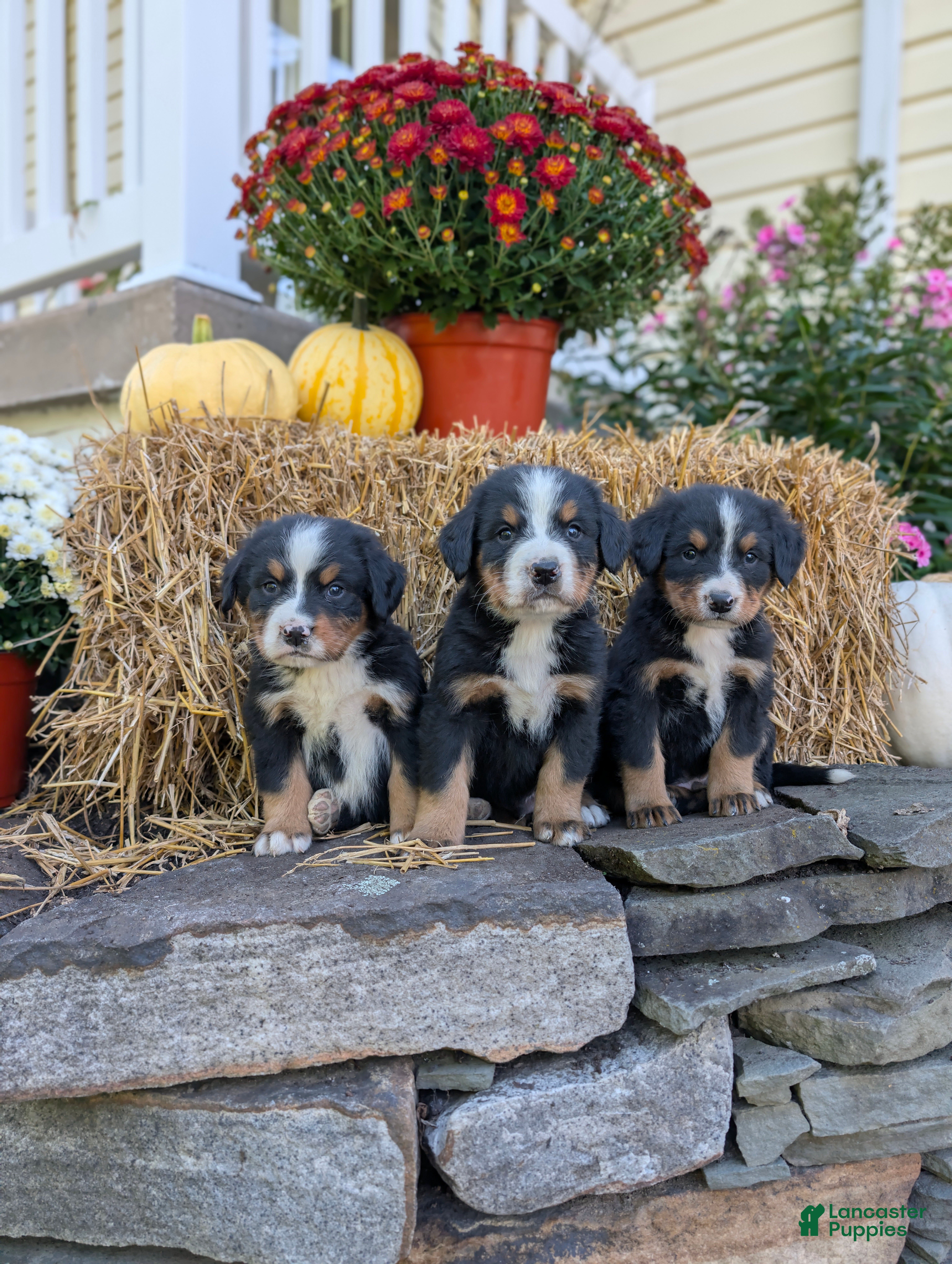 Bernese Mountain Dog dogs Bernese Mountain Dog 2 - Ad 1