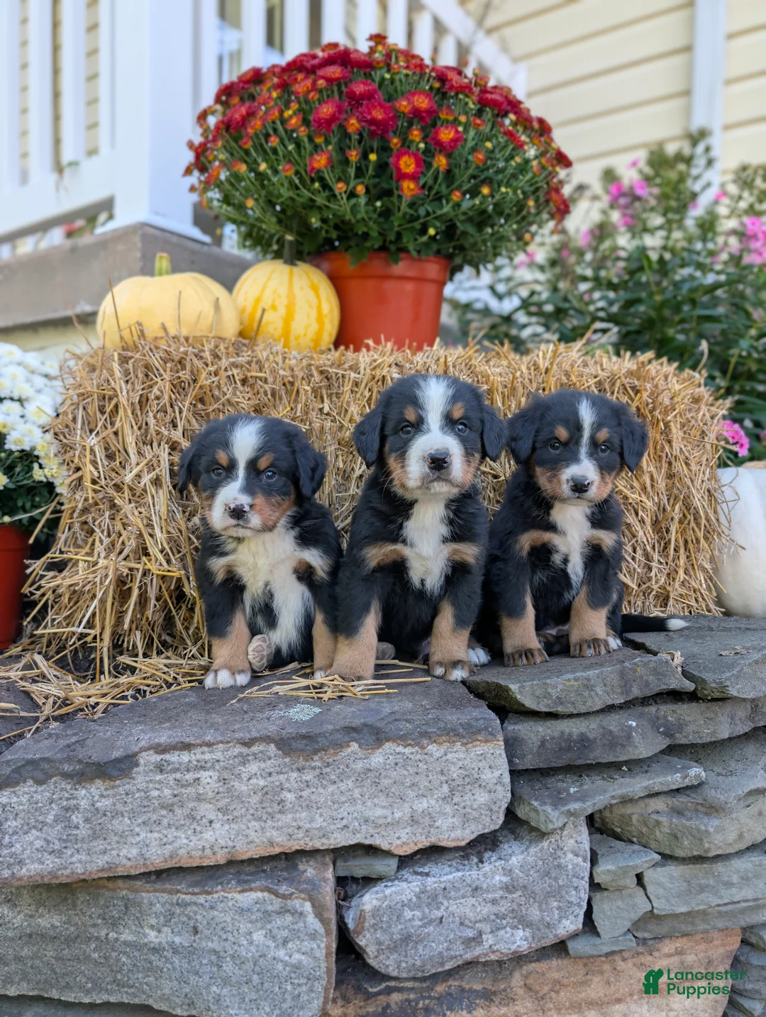 Bernese Mountain Dog dogs for sale: Bernese Mountain Dog 2 - Ad 1
